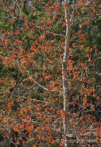 Red Leaves_44642.jpg - Lost Maples State Natural AreaPhotographed in Hill Country near Vanderpool, Texas, USA.